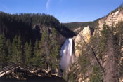 Lower Falls - Yellowstone National Park