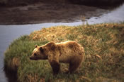 Yellowstone grizzly