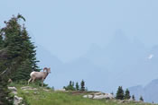 Big Horn Sheep - Glacier National Park