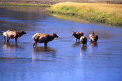 Elk in Madison River - Yellowstone National Park