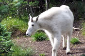 Mountain Goat kid - Glacier National Park